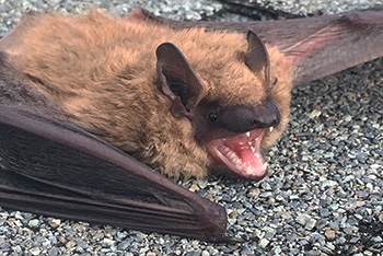 Ashburn bat removal