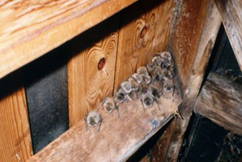 virginia attic bat colony